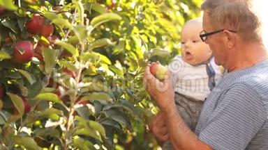 六个月的宝宝抱在幸福的爷爷怀里.. 在丰收的苹果园的背景下，秋天的阳光
